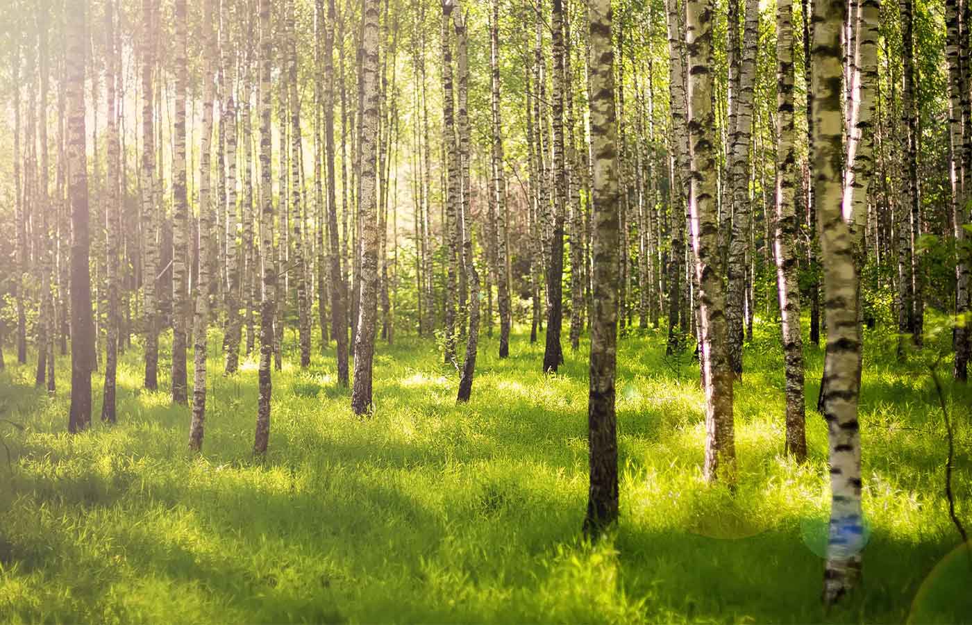 green initiative bg